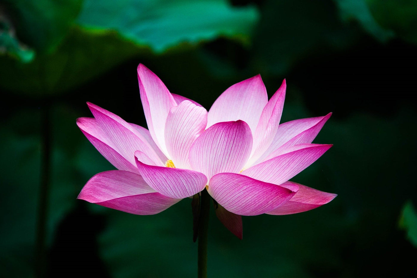Fleur de Lotus: Tout Sur la Signification et la Symbolique